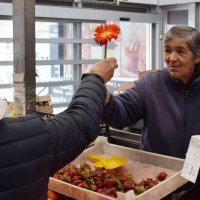 Distribuição de flores no Dia Internacional da Mulher 2024